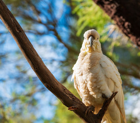 Sulphur-Crested Cockatoo Bird