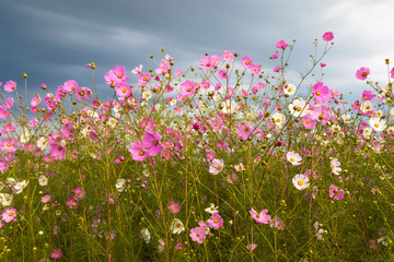 Obraz na płótnie Canvas Pink and white cosmos flowers against the clouds