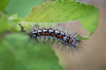 Yellow tail moth caterpillar