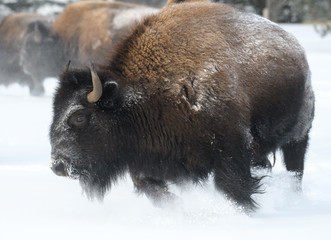 Close up of an American Bison running in the snow © feeferlump