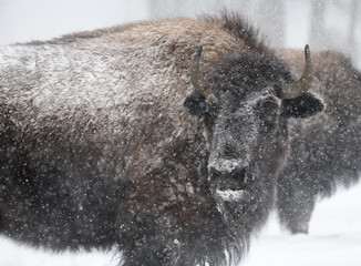 Profile close up of a bison in a storm