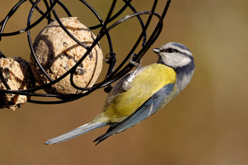 Blaumeise am Meisenknödel