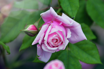 beautiful rose color rose flower