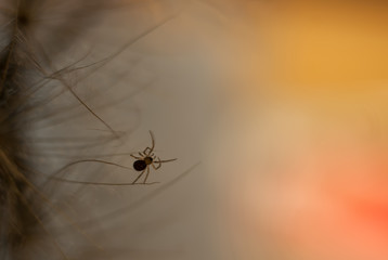 A small spider on a dandelion looks into the colored distance