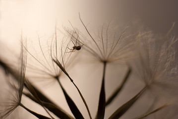 Little spider hiding in the seeds of a dandelion on black and white background