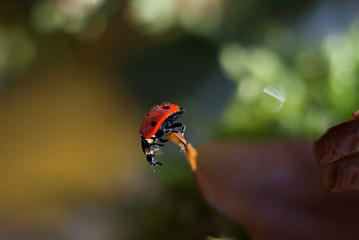 Ladybug sits on a leaf and looks down