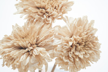 Brown dried flowers on a white scene