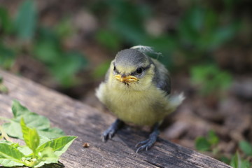 Une petite mésange