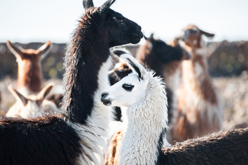 White and brown lamas close up. Altiplano, Bolivia.