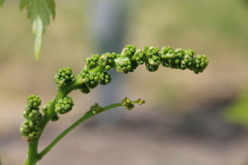 Inflorescence de vignes