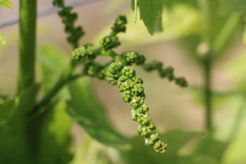 Inflorescence de vignes