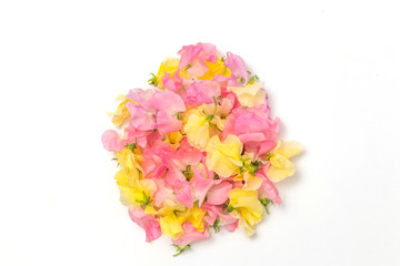 Obraz premium 花のフレーム Beautiful flowers of the frame