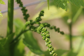 Une inflorescence de vigne