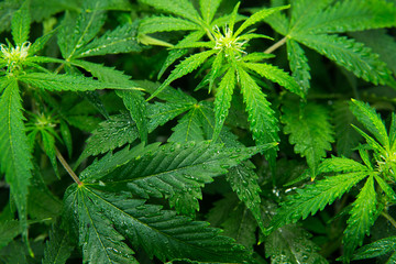 Legal Marijuana cultivation in the home. Cannabis at the beginning of flowering. Medicinal indica...