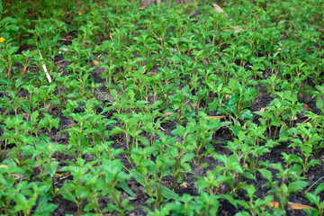 planting little tree in the garden in the row and column grid