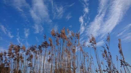 Obraz premium Schilfgürtel bei blauem Himmel