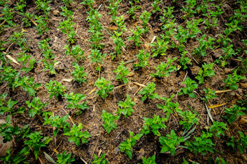 planting little tree in the garden in the row and column grid