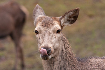 Reh im Portrait