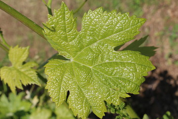 Feuille de vigne 