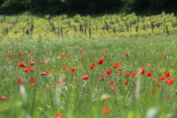 field of poppies