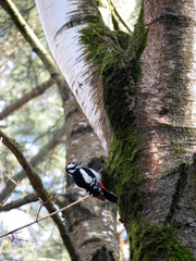 woodpecker on tree