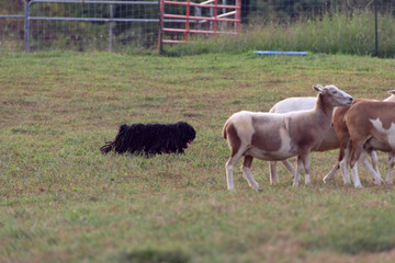 sheepdog herding sheep in a field