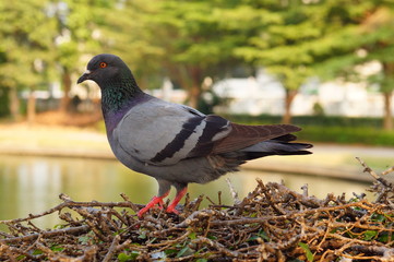 pigeon on a branch in the park 