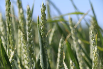 Le champ de blé au printemps 