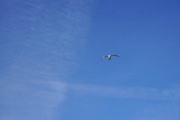 Beautifull seagull is flying, blue sky with white clouds in the background