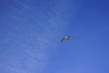 Beautifull seagull is flying, blue sky with white clouds in the background