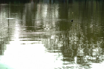 Fish eat in the pond