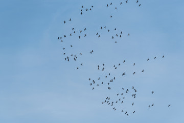 Obraz premium Zug der Kraniche