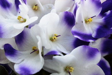 Saintpaulia, African violet, purple-white flowers as background