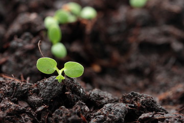 Small strawberry sprout in the soil