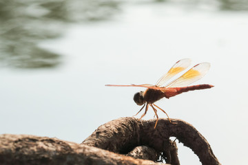The dragonfly is on the water's edge.