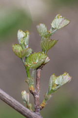 Vine in nature wake up.