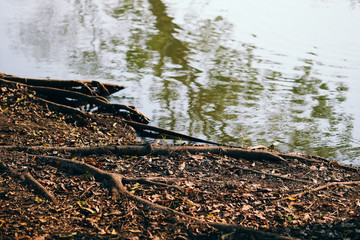 Roots around the pool
