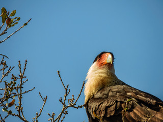 CARACARA