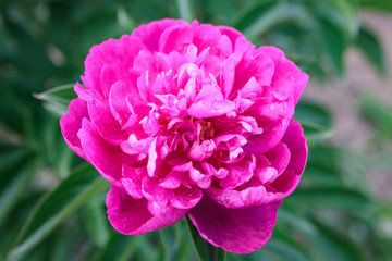 violet-pink peony flower on green leaves background