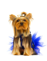 dog breed Yorkshire Terrier in a dress