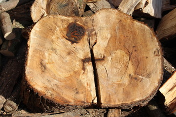 Baumscheibe 