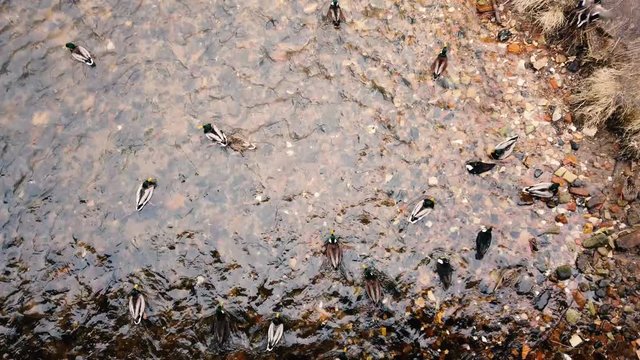 Top view of Group of mallard ducks in a river.