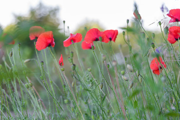 Obraz premium Red poppies field, remembrance day symbol