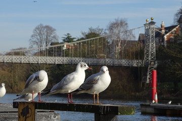 Gulls on the River Dee, Chester