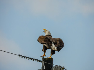 BALD EAGLES
