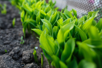 dense leaves of a green plant in the garden