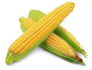 Ears of corn (Corncob) isolated on white background. Full depth of field.