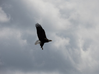 BALD EAGLES