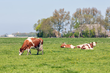 Fototapeta na wymiar Dutch rural landscape in Groningen with grazing cows