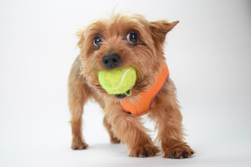 Yorkshire terrier with ball growl play ears back possessive stance